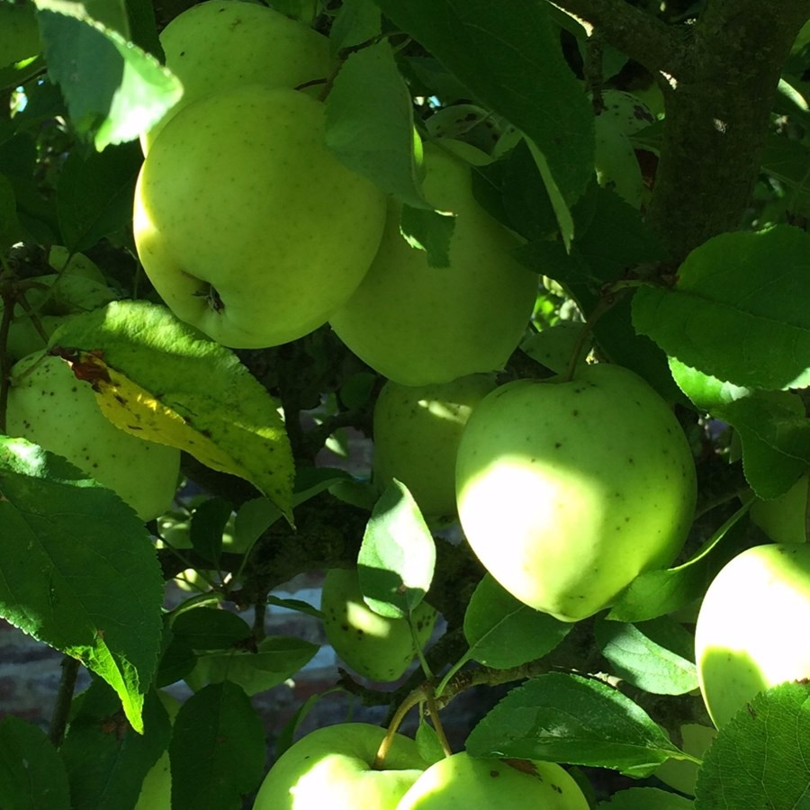 Apple Juice 5 litre box